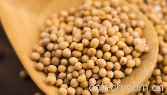 芥末籽怎么吃 芥菜籽的食用方法-0