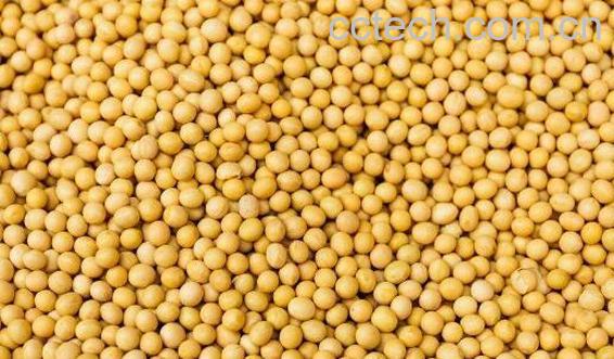 芥末籽怎么吃 芥菜籽的食用方法-1