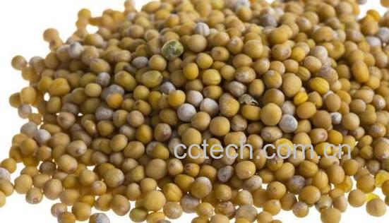 芥末籽怎么使用 芥末籽使用方法技巧教程-0