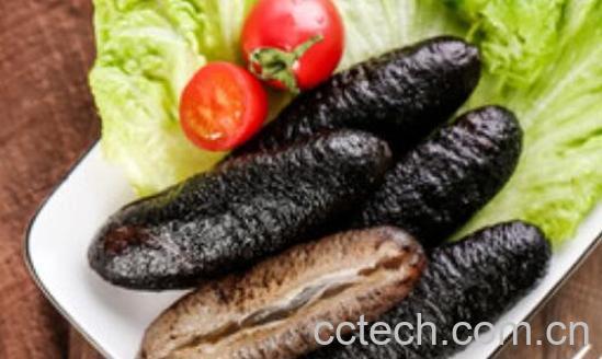 无刺海参的营养价值 无刺海参的功效与作用-1