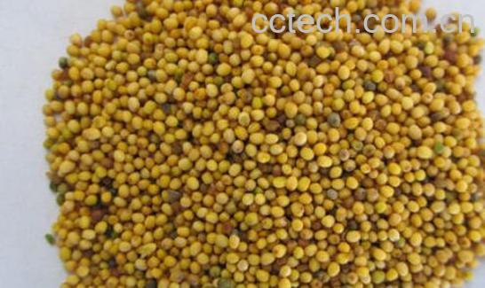 芥末籽怎么使用 芥末籽使用方法技巧教程-1