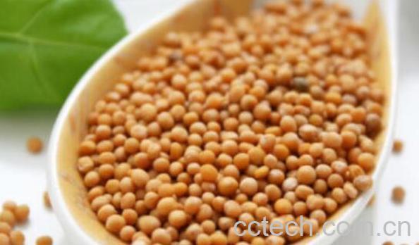 芥末籽怎么加工才能吃 芥末籽的功效-1