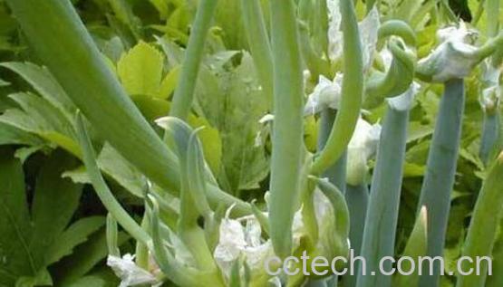 龙爪葱的功效与作用-0