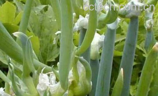 龙爪葱的功效与作用-1