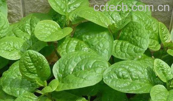 木耳菜的种植方法和时间-1