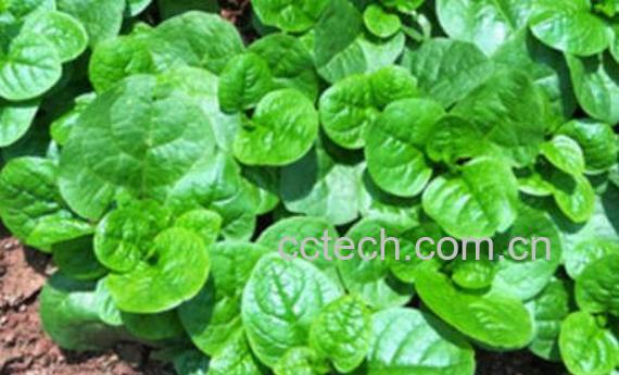 木耳菜的种植方法和时间-0