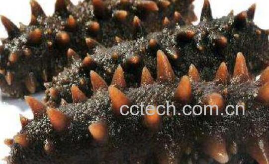 参皮和海参的区别 吃参皮的好处-0