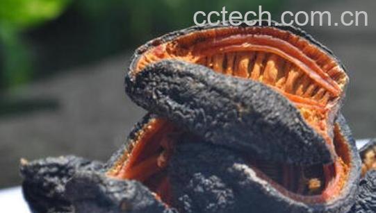 海参皮怎么泡发 怎么样正确泡发海参皮-0