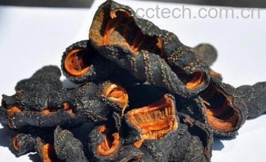 参皮和海参的区别 吃参皮的好处-1