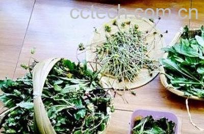  蒲公英茶哪些人不宜喝 长期喝蒲公英茶副作用-0