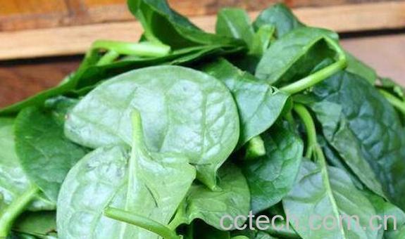 怎样采摘木耳菜 木耳菜采摘方法-0