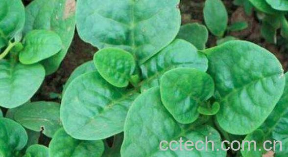 怎样采摘木耳菜 木耳菜采摘方法-1