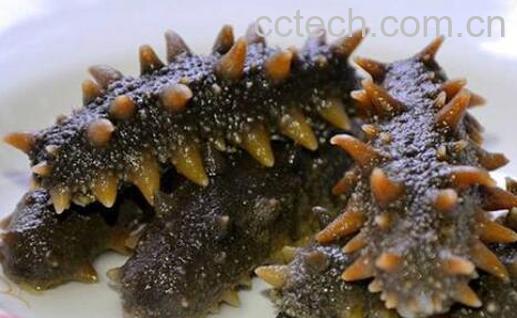 如何水发干海参-1