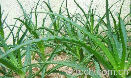 生吃龙爪的功效与作用 生吃龙爪的坏处和好处-1