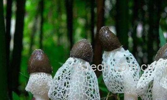 竹荪的功效与作用 竹荪的禁忌-0