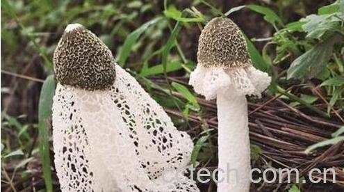 竹荪的功效与作用 竹荪的禁忌-1