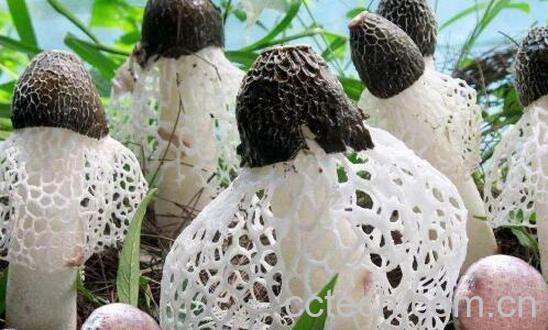 竹荪怎么吃好 竹荪的食用方法-0