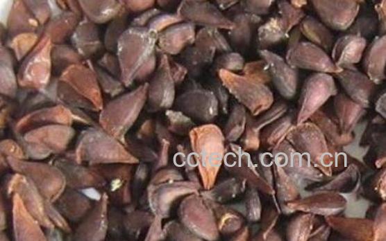 木瓜核的功效与作用 吃木瓜的好处-0