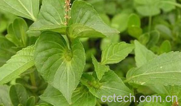 铁苋菜的功效与作用及禁忌-0