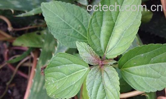 铁苋菜的功效与作用及禁忌-1