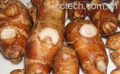 新鲜沙姜怎么吃 沙姜如何食用-0