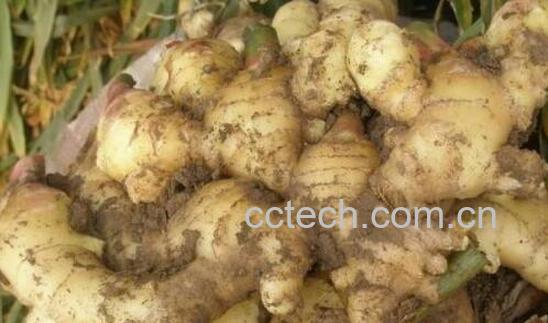 这4类人吃姜如吃砒霜-0