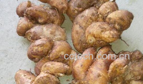 新鲜沙姜怎么吃 沙姜如何食用-1