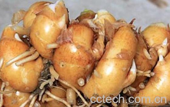 沙姜怎么腌制好吃 腌制沙姜的做法教程-1