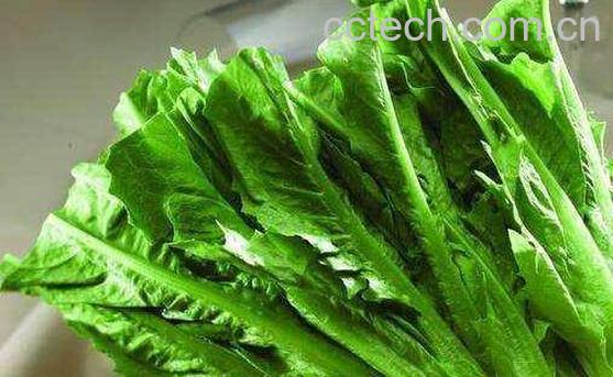 油麦菜的功效与作用-0