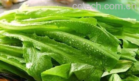 油麦菜的功效与作用-1