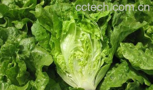 生菜怎么洗才没有寄生虫-0