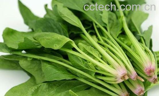 菠菜不能和什么一起吃 吃菠菜的禁忌有哪些-0