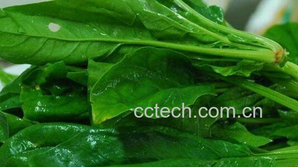 菠菜不能和什么一起吃 吃菠菜的禁忌有哪些-1