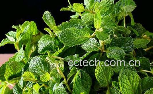 薄荷叶的功效与作用 吃薄荷叶的好处有哪些-1