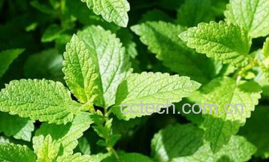 薄荷叶的功效与作用 吃薄荷叶的好处有哪些-0