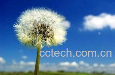 绯红蒲公英的功效与作用 绯红蒲公英的药用价值 -0