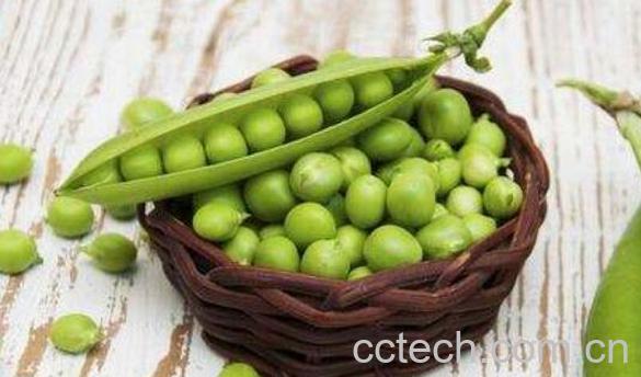 豌豆怎么做好吃 豌豆的家常做法教程-1