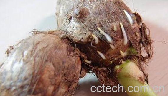  芋头发芽能吃吗 芋头发芽有毒吗-0