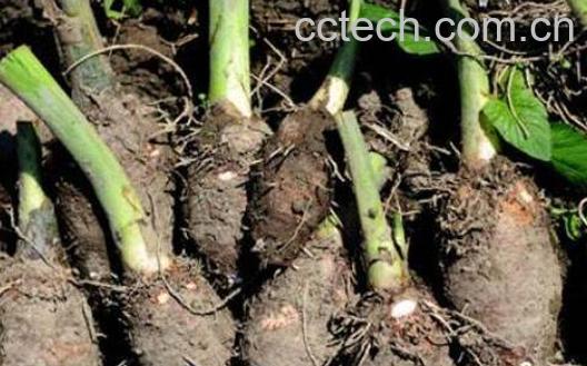  芋头发芽能吃吗 芋头发芽有毒吗-1