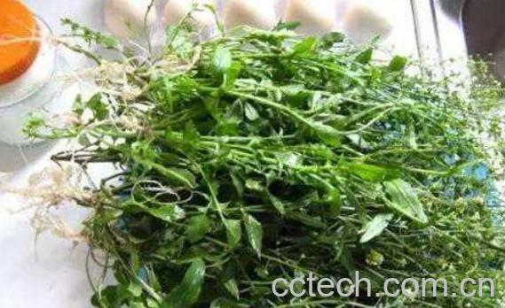 地菜煮水喝的功效与作用-1