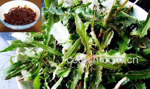 曲麻菜的功效与作用及禁忌	-0