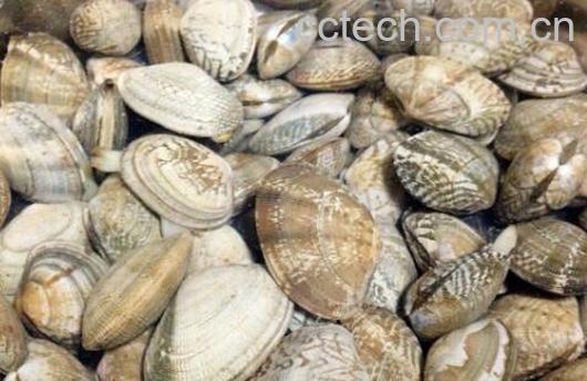 花蛤怎么洗才干净快速-1