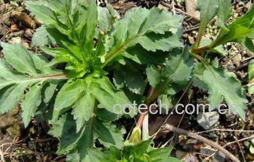 曲麻菜的副作用有哪些 曲麻菜哪些人不能吃-1