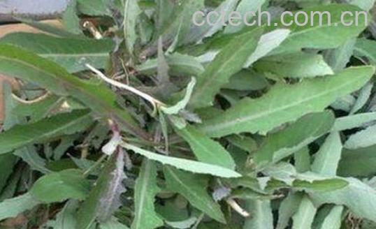 曲麻菜的功效与作用及禁忌	-1