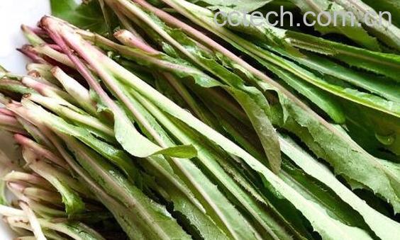 曲麻菜的副作用有哪些 曲麻菜哪些人不能吃-0