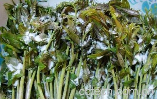 香椿的腌制和保存方法-0