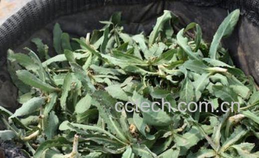 曲麻菜根泡水喝的功效与作用-0