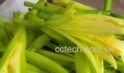 孕妇十大禁忌蔬菜有哪些-1