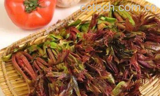 怎样腌香椿芽咸菜 香椿芽的腌制方法窍门-1