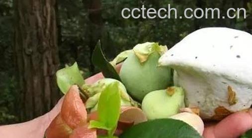 茶泡果的功效与作用 茶泡果是怎么形成的-0